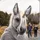 Equus