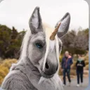 Equus